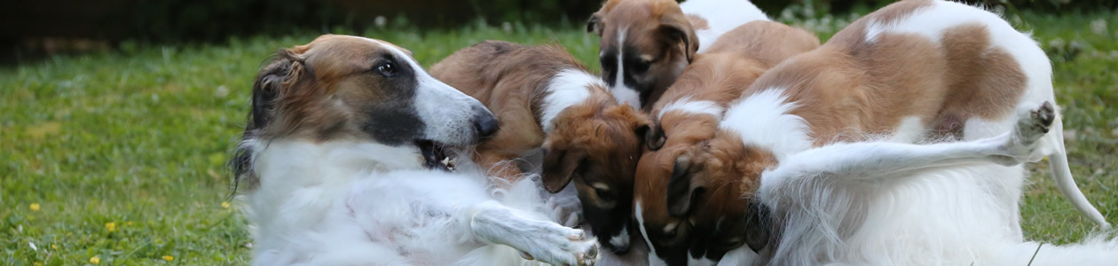 borzoi